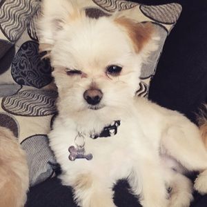 Meet your Posher, Audrey