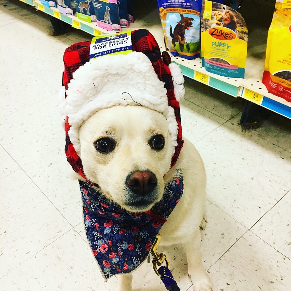 Meet your Posher, Adam