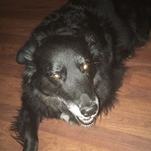 Meet your Posher, Max