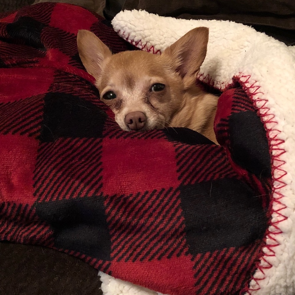 Meet your Posher, Delilah