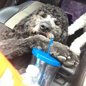 Meet your Posher, Raven