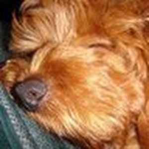 Meet your Posher, Connie