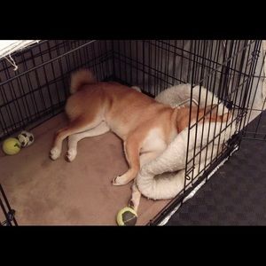 Meet your Posher, Benjamin