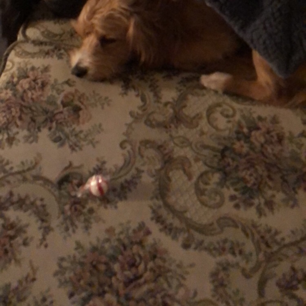 Meet your Posher, Annie