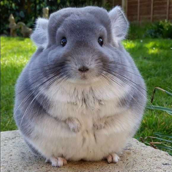 Meet your Posher, Justin - Picture 1 of 1