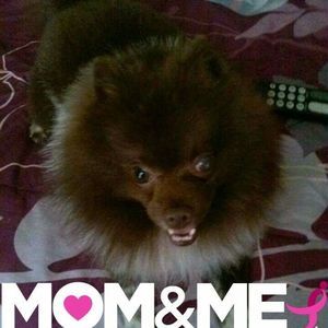 Meet your Posher, Joyce