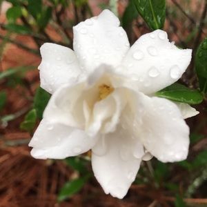 Meet your Posher, Lillie