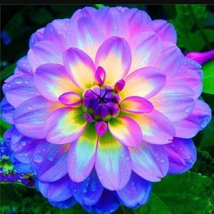 Meet your Posher, Brenda