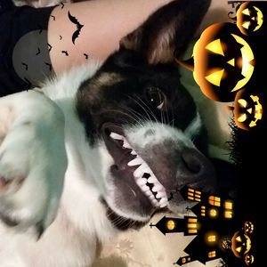 Meet your Posher, Annie