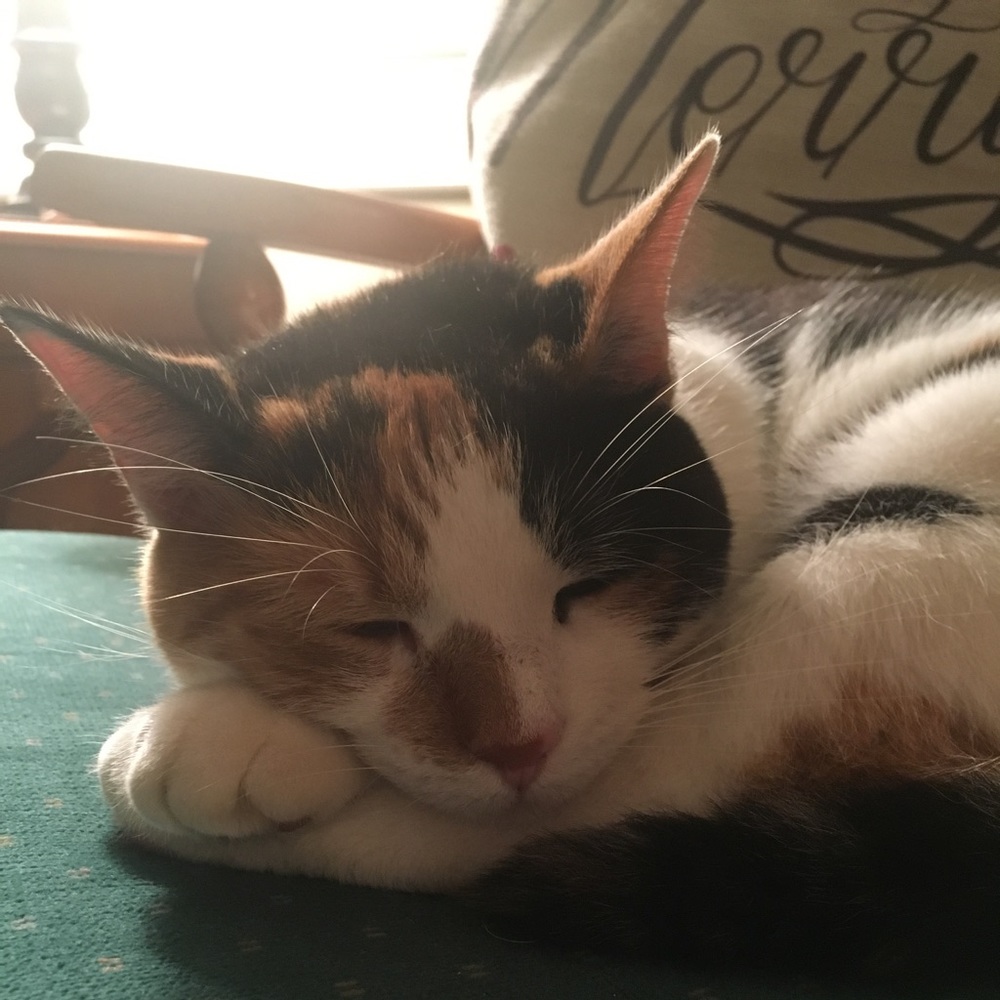 Meet your Posher, Paige