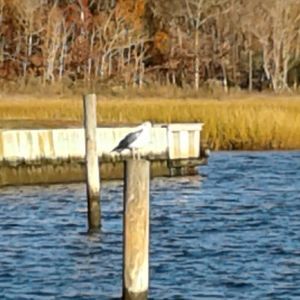 Meet your Posher, Debbie