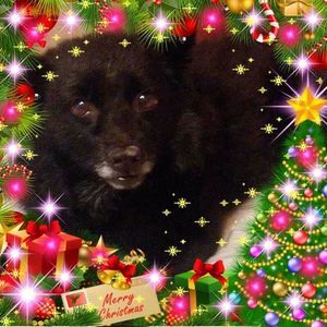 Meet your Posher, Deena