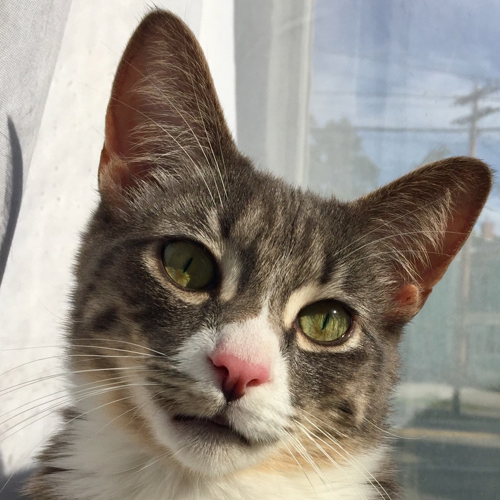 Meet your Posher, Katra