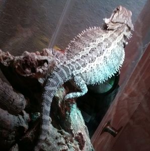 Meet your Posher, George