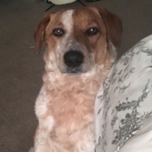 Meet your Posher, Samuel