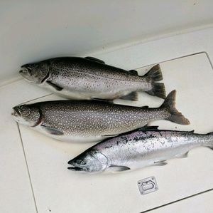 Meet your Posher, Cheryl