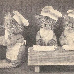 Meet your Posher, Luci