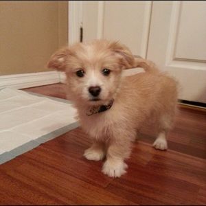 Meet your Posher, Adrian