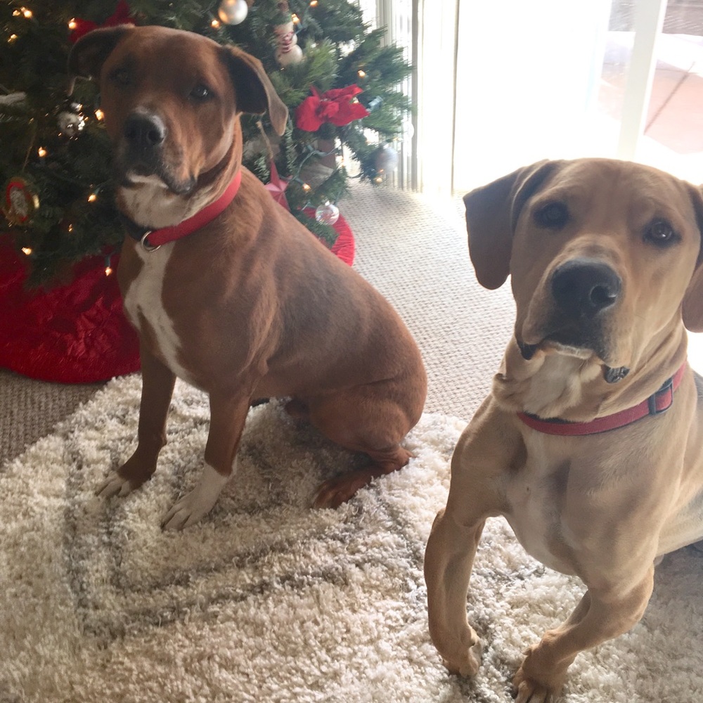 Meet your Posher, Alex