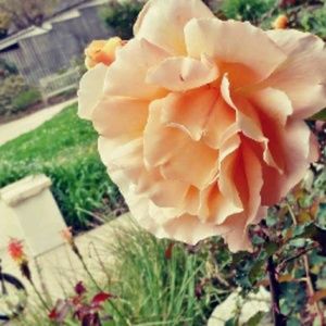 Meet your Posher, Idania