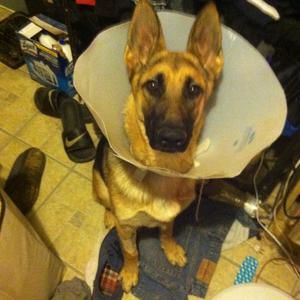 Meet your Posher, Max