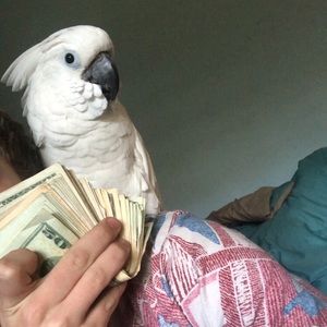 Meet your Posher, Mason