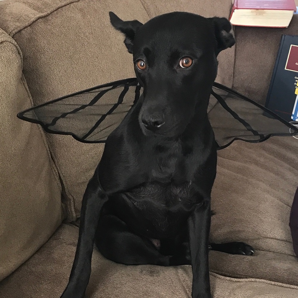 Meet your Posher, Laura