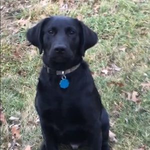 Meet your Posher, Jake