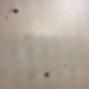 Meet your Posher, Breona