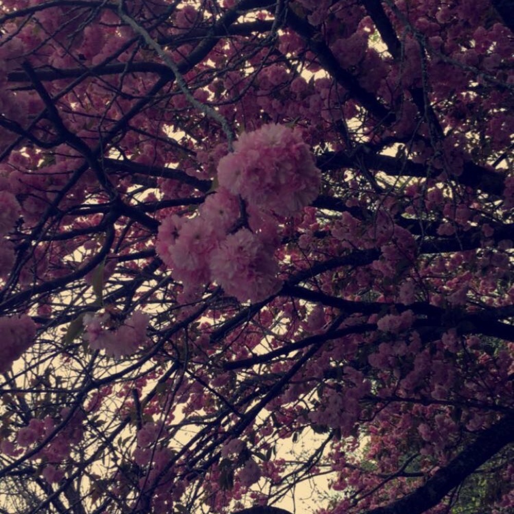 Meet your Posher, Adrianna