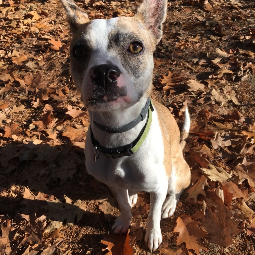 Meet your Posher, Izzy