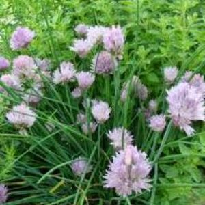 Meet your Posher, Christi