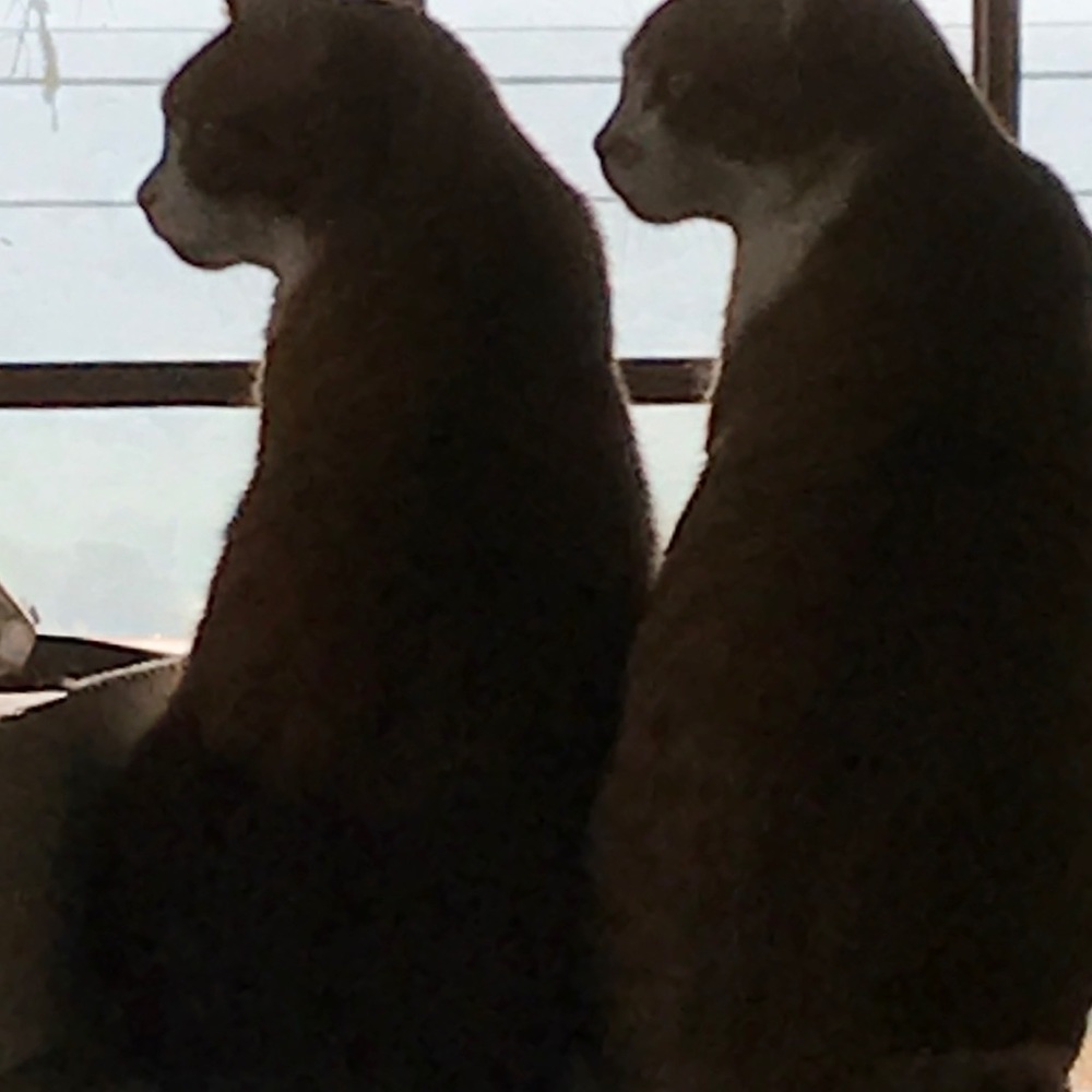 Meet your Posher, Liz