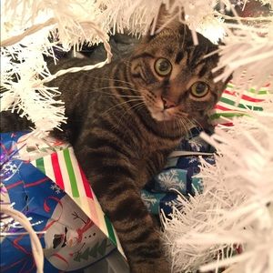 Meet your Posher, Haley