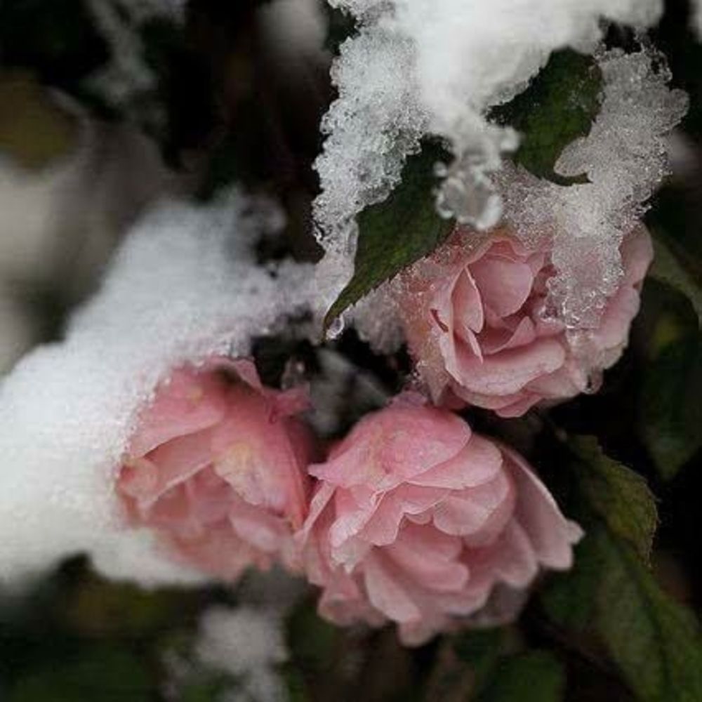 Meet your Posher, Lorrie