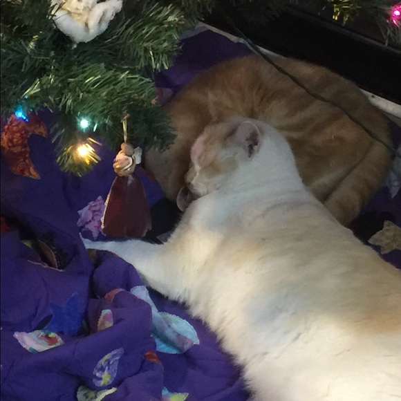 Meet your Posher, Tara - Picture 2 of 4