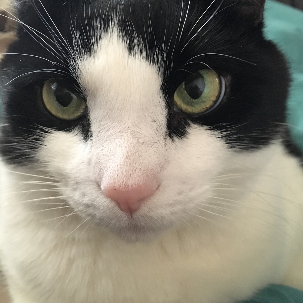 Meet your Posher, Irene