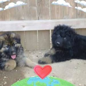 Meet your Posher, Adele