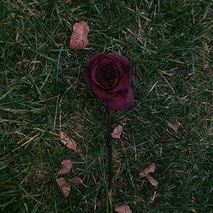 Meet your Posher, Cecilia