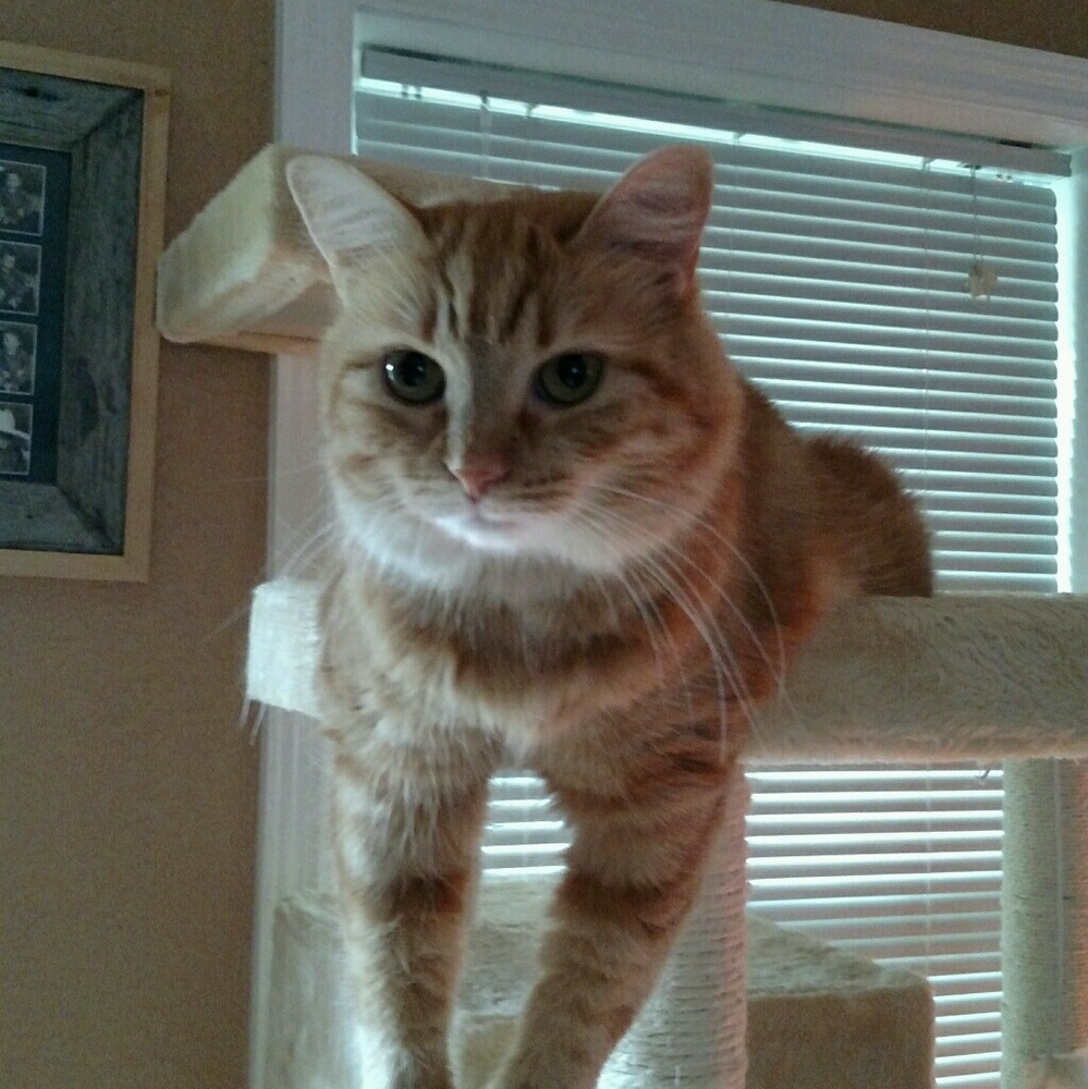 Meet your Posher, Lisa