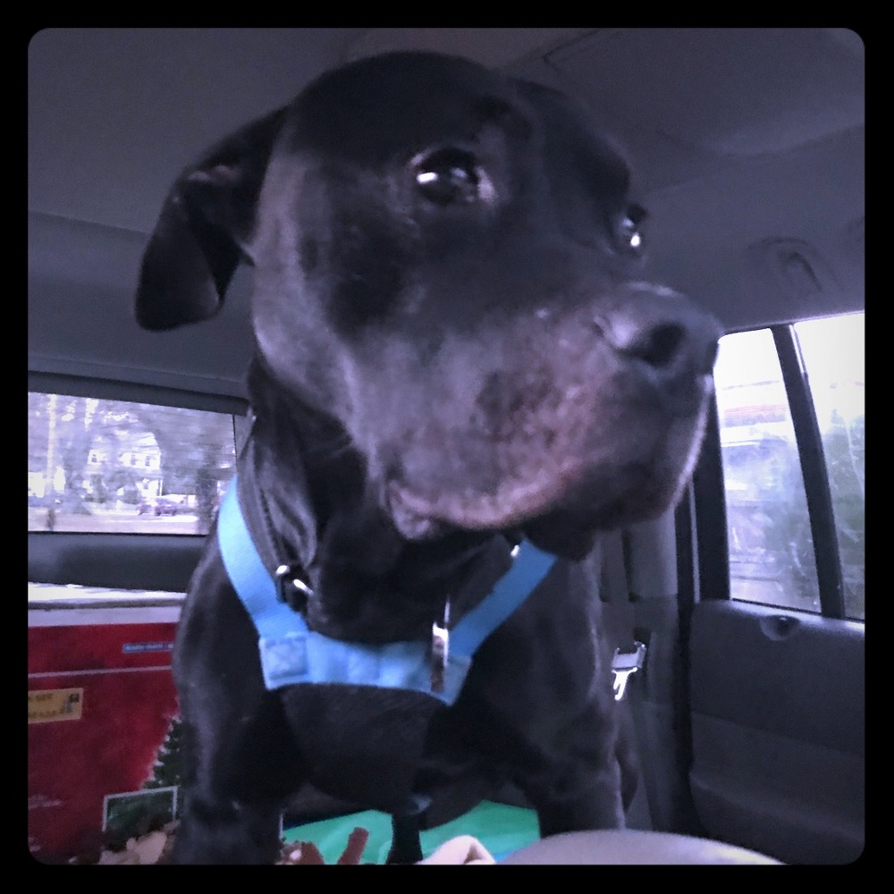 Help us transport rescues like Tyson!