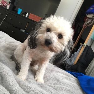 Meet your Posher, Damian