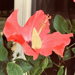 Meet your Posher, Alexa