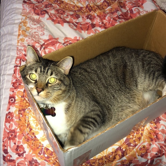 Meet your Posher, Bennie - Picture 1 of 1