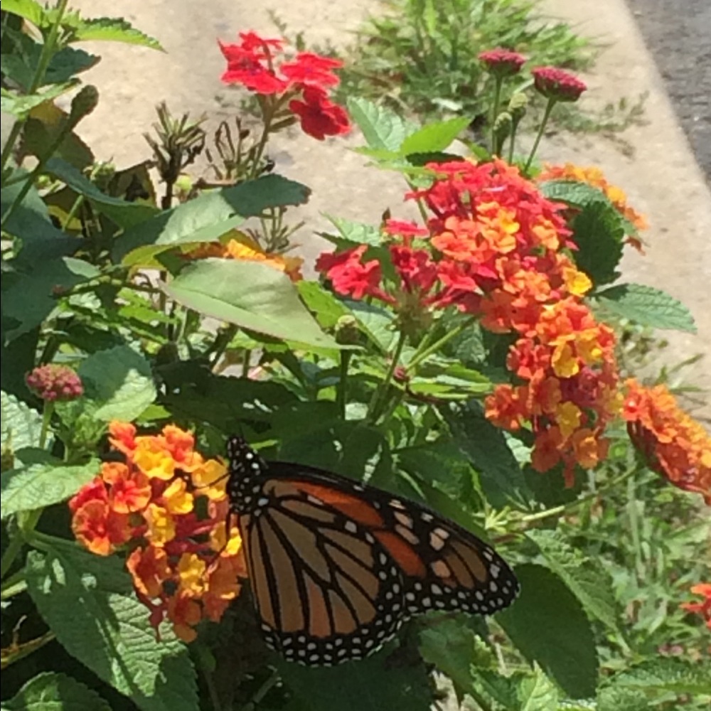 Meet your Posher, Laniece