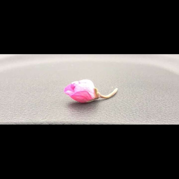 Meet your Posher, Jelisa - Picture 1 of 1