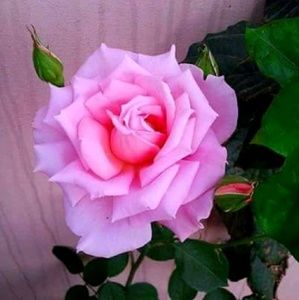 Meet your Posher, Ranell