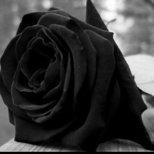 Meet your Posher, Marco