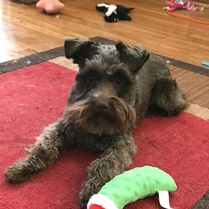 Meet your Posher, Bailey