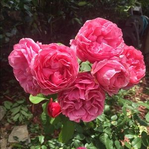 Meet your Posher, Jacinta